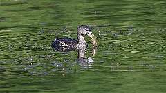 9: Pied-billed Grebe 0C3_0094