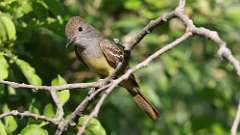 1: Great Crested Flycatcher  0C3_0106