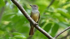 8: Great Crested Flycatcher 0C3_0121