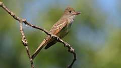 5: Great Crested Flycatcher 0C3_0168