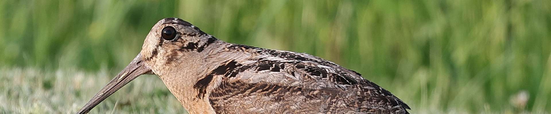 Click to show or hide the buttons