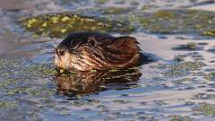 9: muskrat 0C3_0595