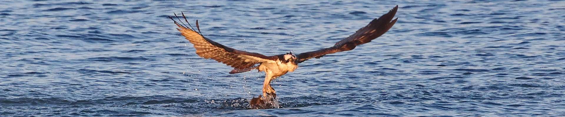 Click to show or hide the buttons