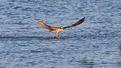 5: osprey-fish_0244