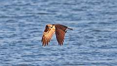 10: osprey-fish_0329