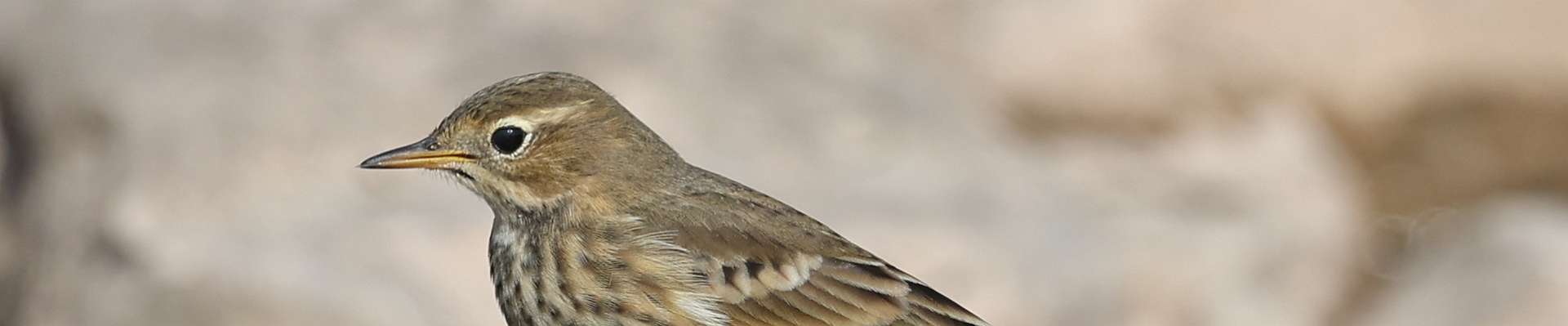 Click to show or hide the buttons