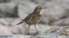 1: American Pipit 0C3_0540