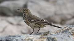 2: American Pipit 0C3_0546