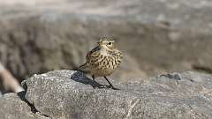 3: American Pipit 0C3_0634
