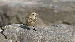 4: American Pipit 0C3_0646