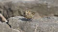 5: American Pipit 0C3_0652