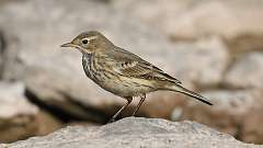 6: American Pipit 0C3_0660