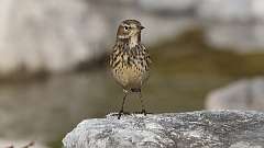 7: American Pipit 0C3_0676
