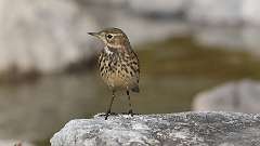 8: American Pipit 0C3_0679
