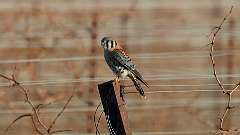 7: 2023-02-12-American Kestrel 0C3_0674