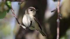 80: 2023-05-14-Warbling Vireo 0C3_0208