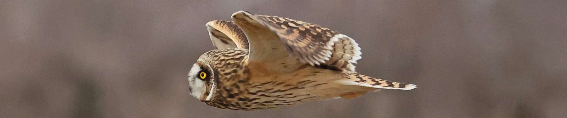 Click to show or hide the buttons