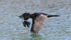 3: Double-crested Cormorant 0C3_0740