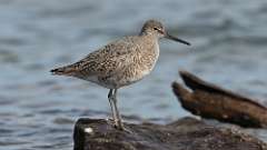 1: Willet 0C3_0046