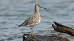 2: Willet 0C3_0079