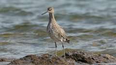 3: Willet 0C3_0166