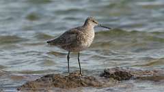 5: Willet 0C3_0193