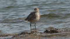 4: Willet 0C3_0211