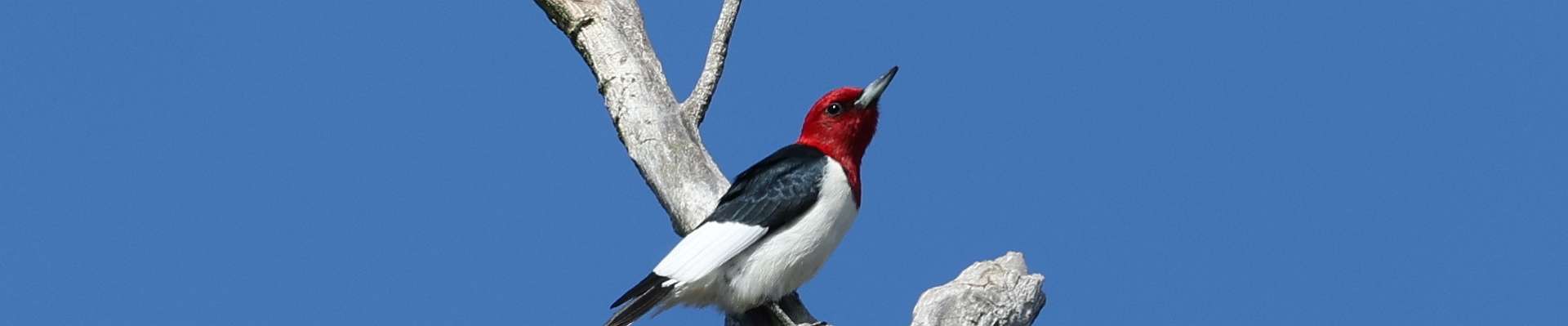 Click to show or hide the buttons