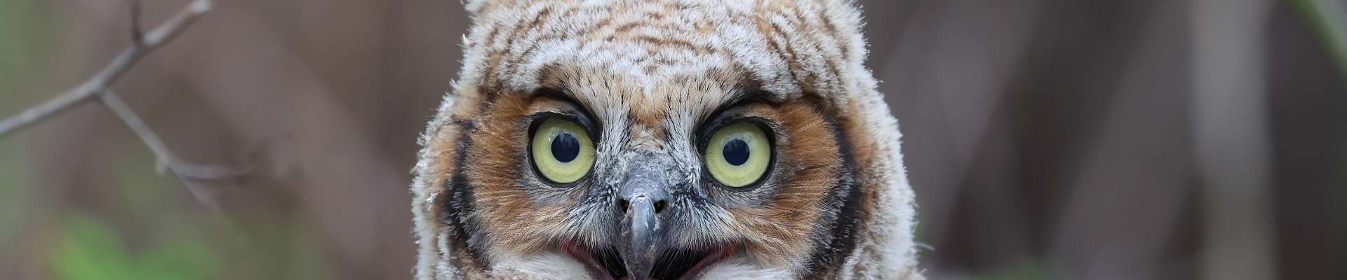 Click to show or hide the buttons