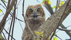 5: owlet 0C3_0053