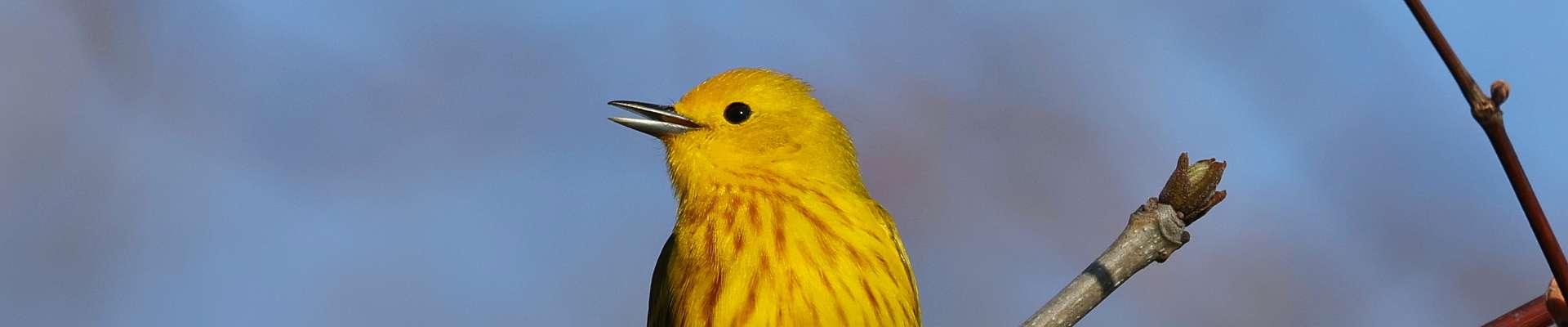 Click to show or hide the buttons