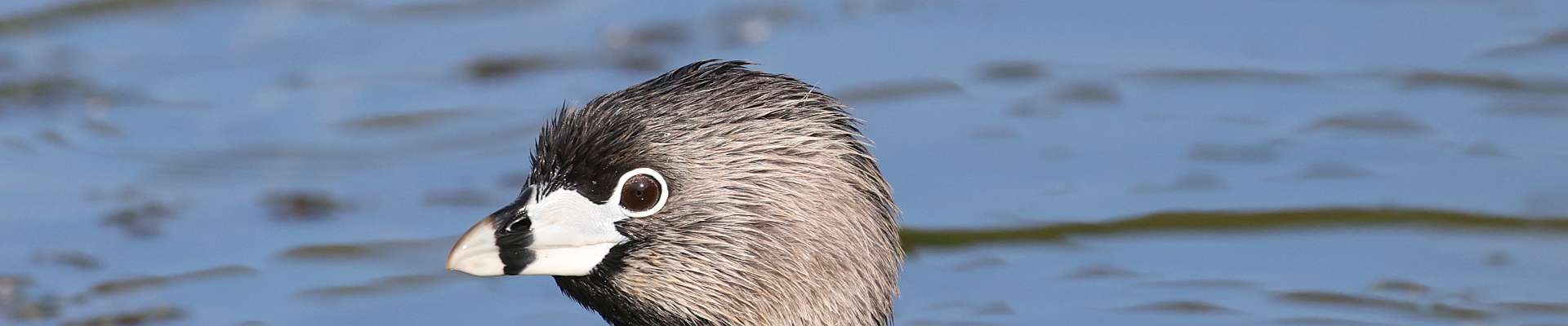 Click to show or hide the buttons