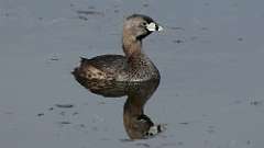 2: Pied-billed Grebe 0C3_0219