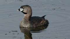 3: Pied-billed Grebe 0C3_0228