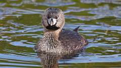 4: Pied-billed Grebe 0C3_0268