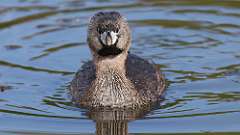 5: Pied-billed Grebe 0C3_0302