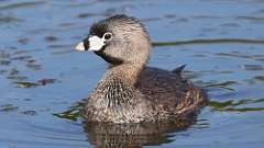 1: Pied-billed Grebe 0C3_0314