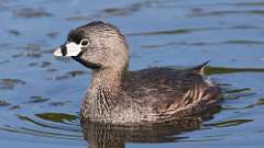 7: Pied-billed Grebe 0C3_0319