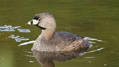 6: Pied-billed Grebe 0C3_0907
