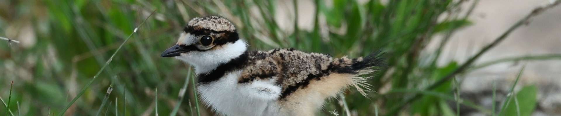 Click to show or hide the buttons