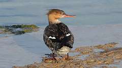 5: Red-breasted Merganser 0C3_1123