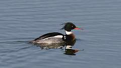 6: Red-breasted Merganser 0C3_1150