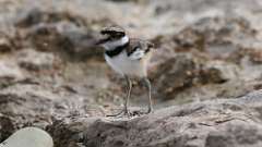 2: killdeer 0C3_0319