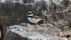 3: killdeer 0C3_0416