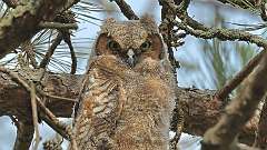 4: owlet 0C3_1010