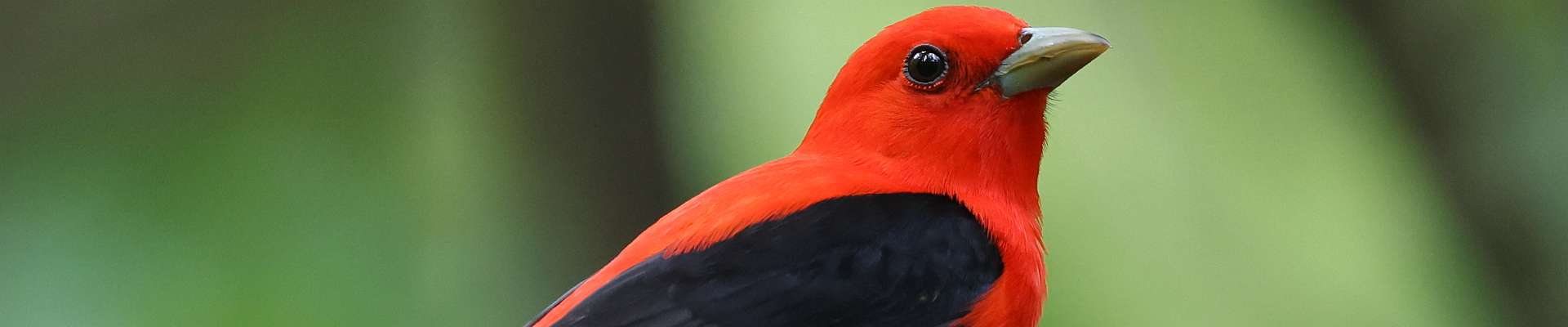 Click to show or hide the buttons