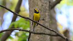 6: Hooded Warbler 0C3_0832