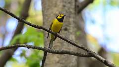 5: Hooded Warbler 0C3_0841