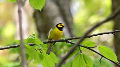 4: Hooded Warbler 0C3_0880