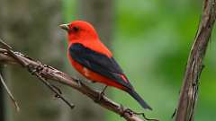 3: Scarlet Tanager 0C3_0611